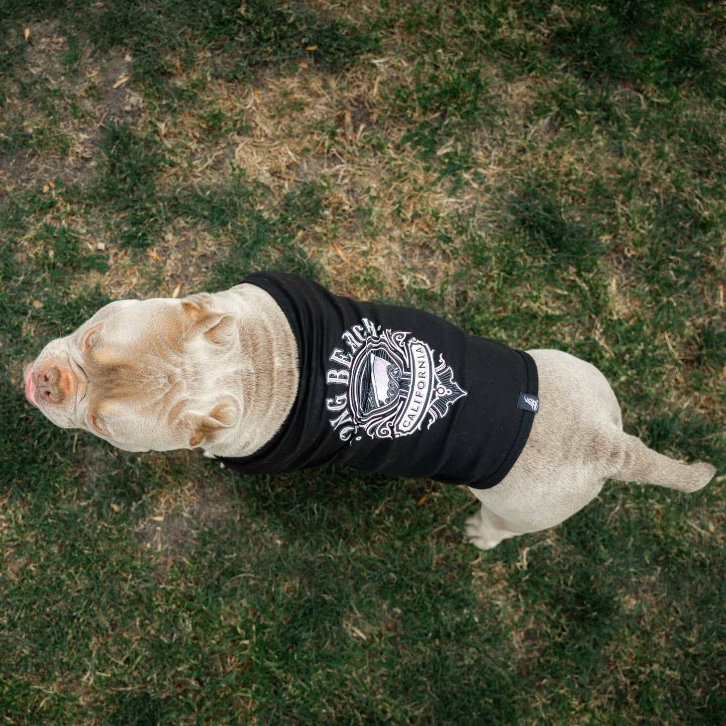 Dog Cali Queen Black Tank