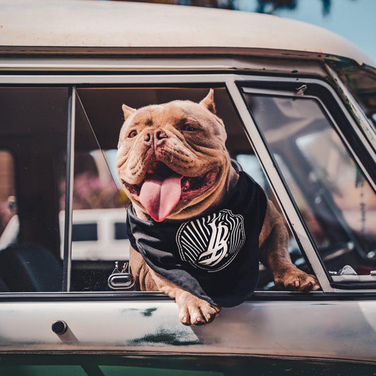 Cursive LB sunset Navy Dog Bandana