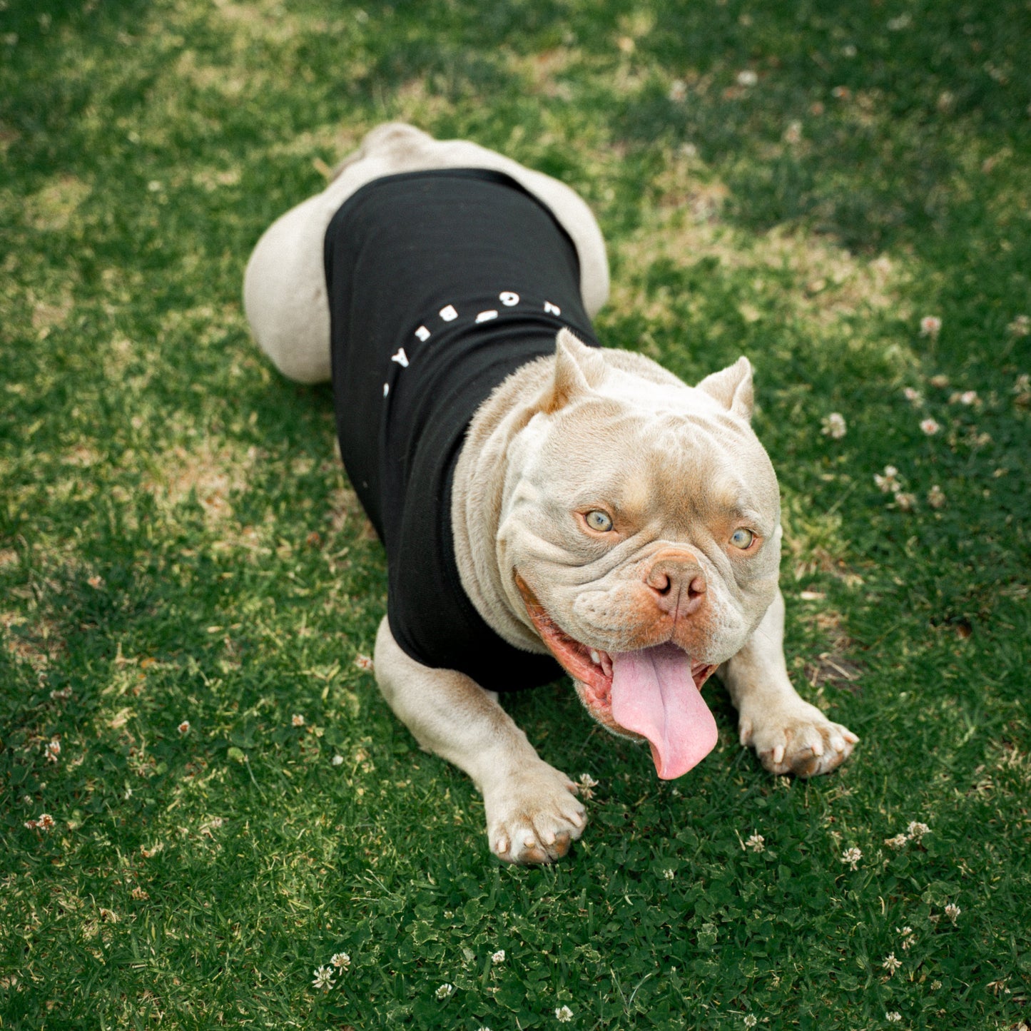 Dog Long Beach Black Tank