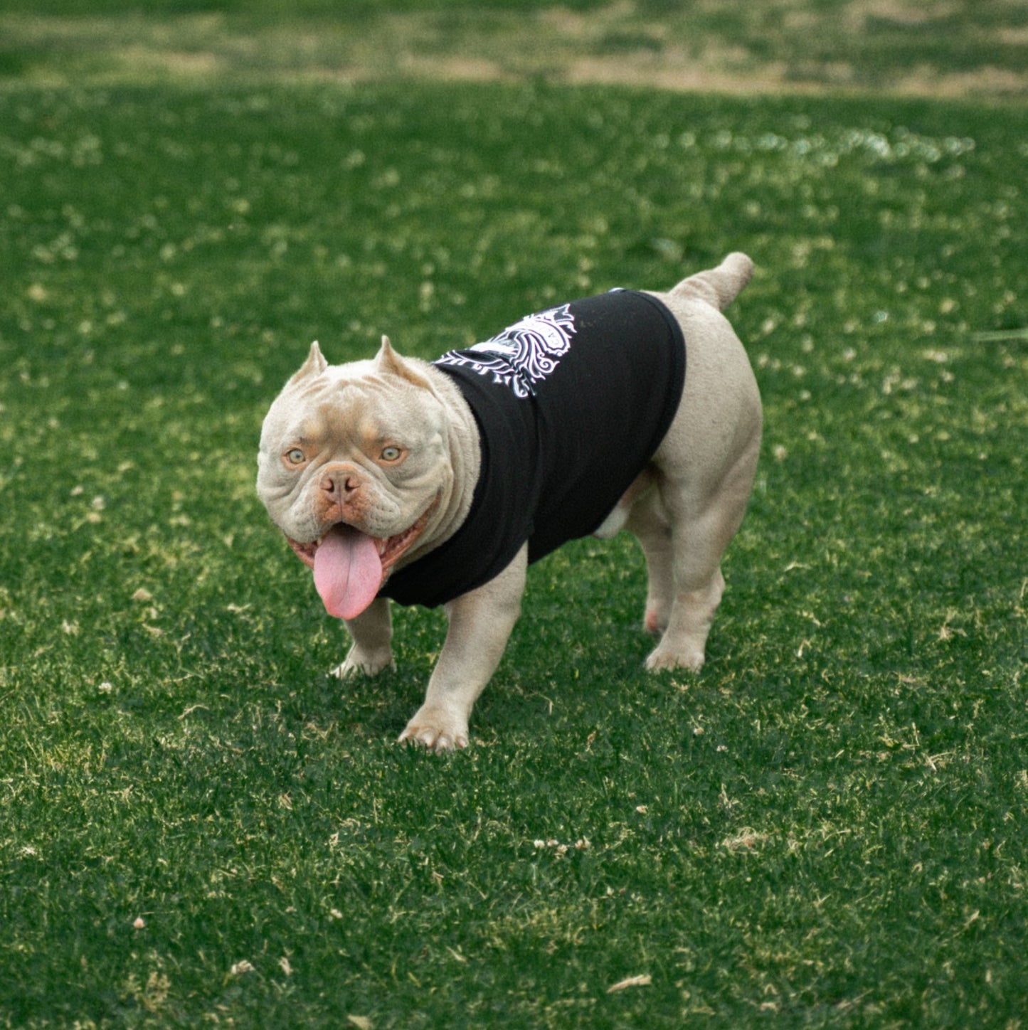 Dog Cali Queen Black Tank