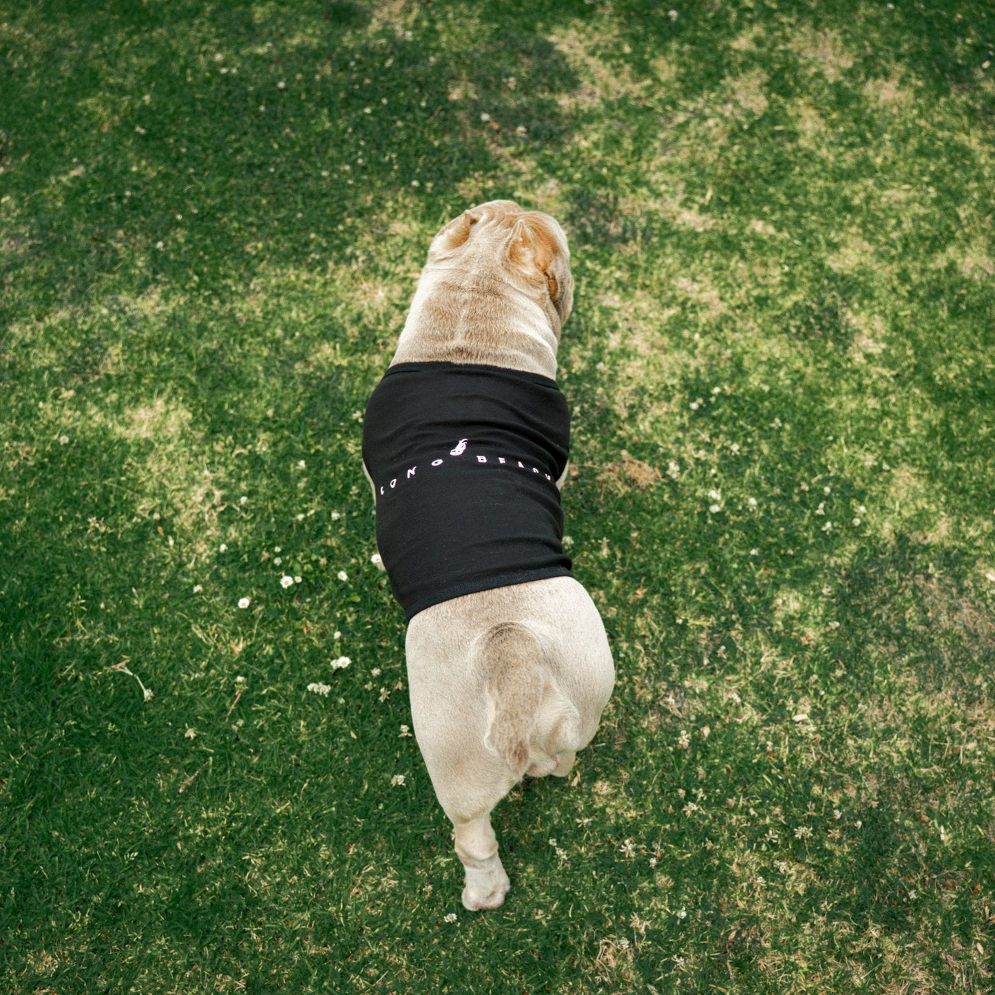Dog Long Beach Black Tank